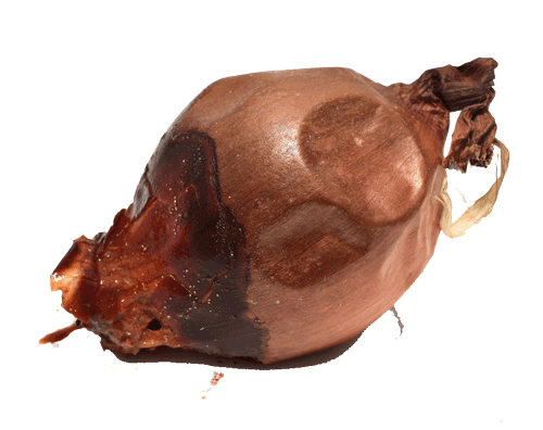 A rotten onion.