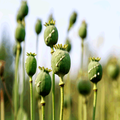 Opium is not a moral agent, even though Drug War authors like John Halpern insist on blaming the poppy for the problems that human beings have in dealing with it. 