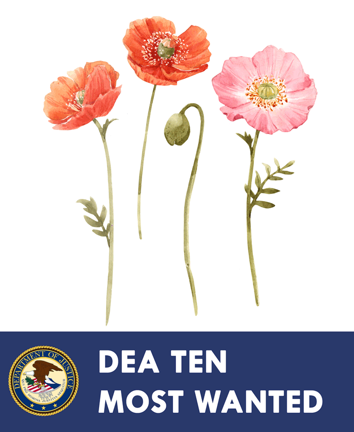nature's most wanted: Papaver somniferum, AKA the opium poppy